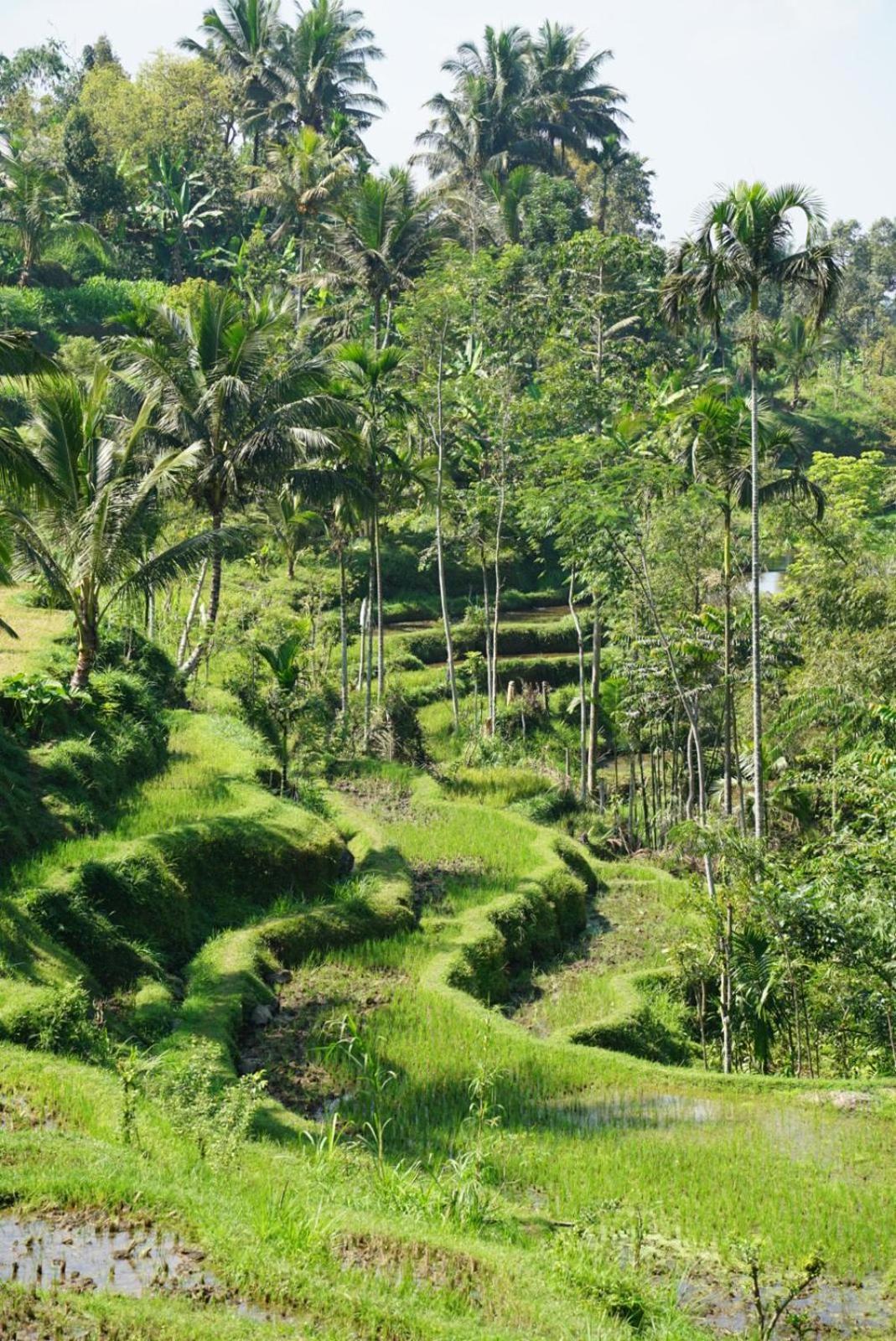 Indah Tetebatu